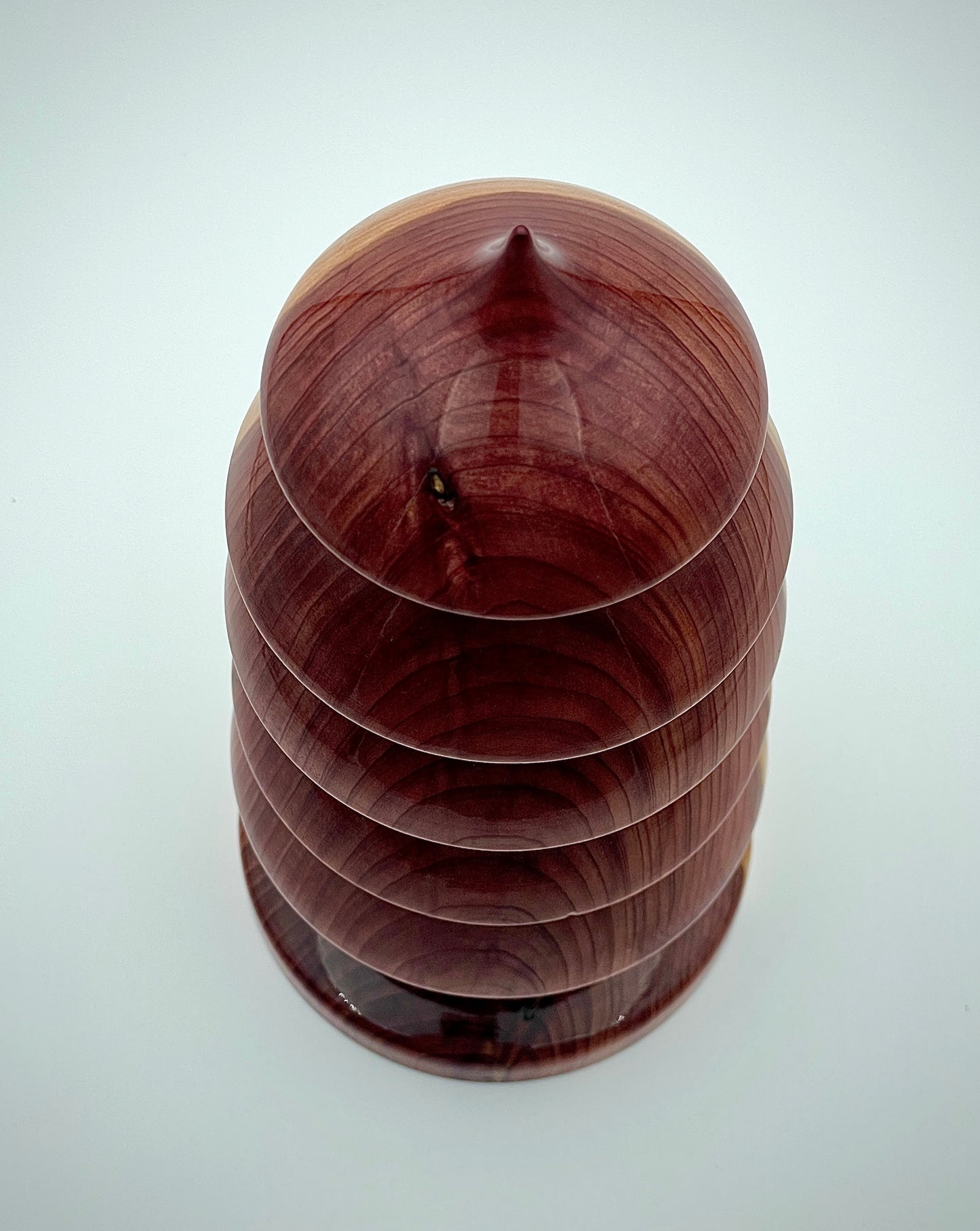 Western redwood tree
