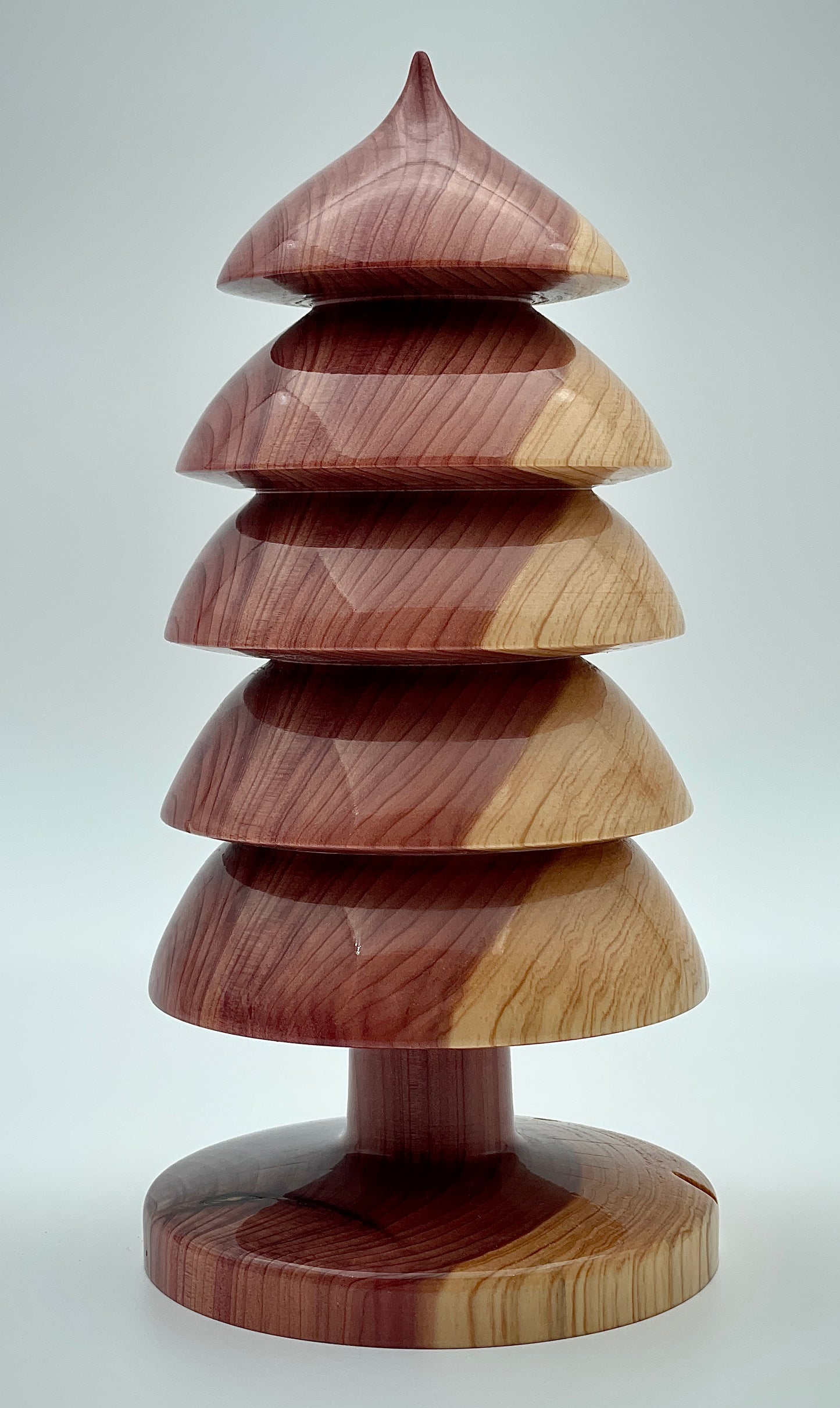 Western redwood tree