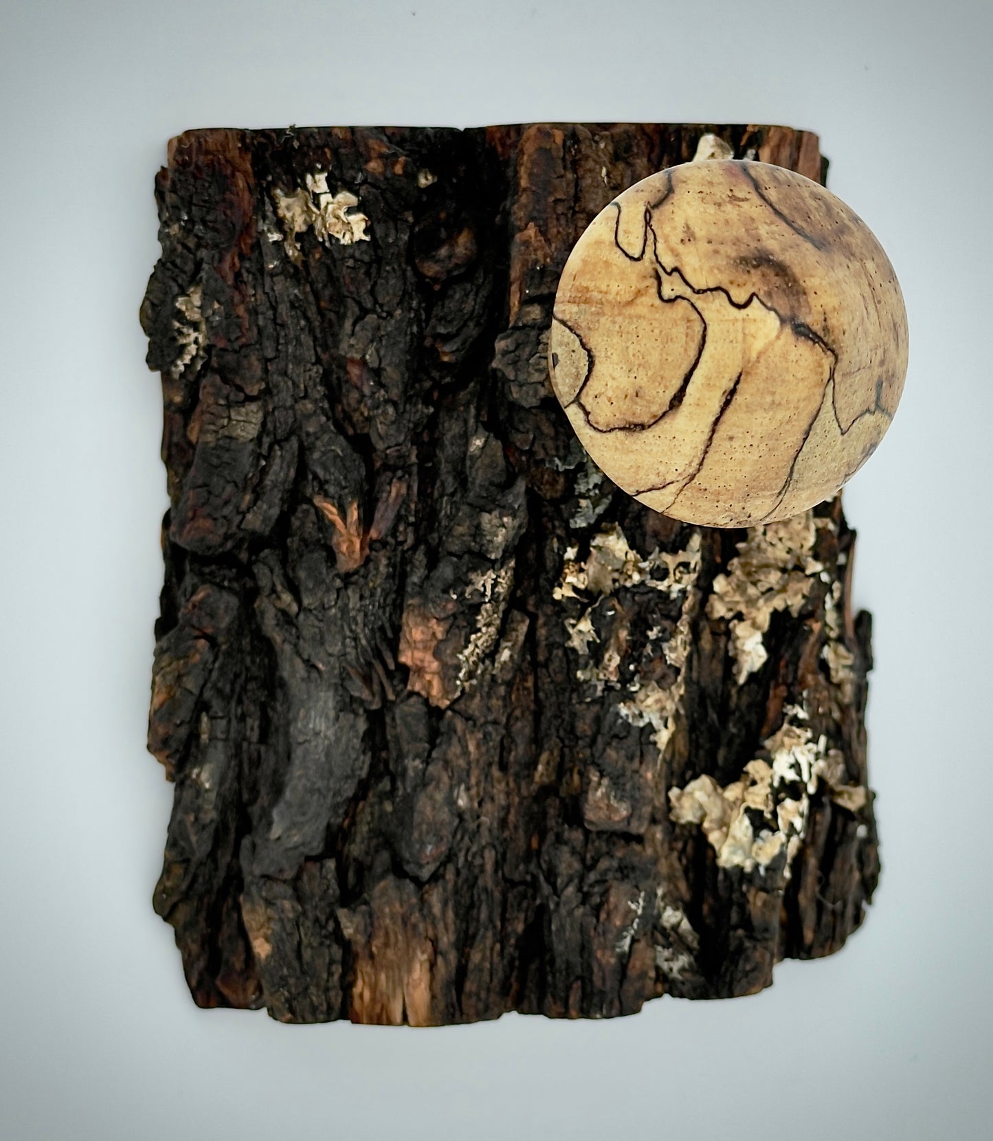 Mushroom on a log